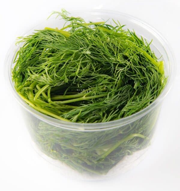 Washed dill